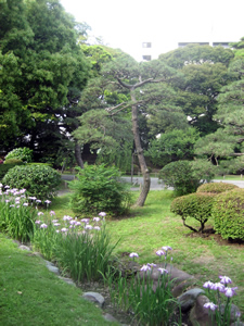 hamarikyu_14.jpg