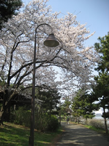 odaiba-20070401-2.jpg