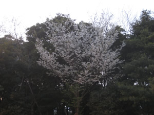 odaiba-sakura.jpg