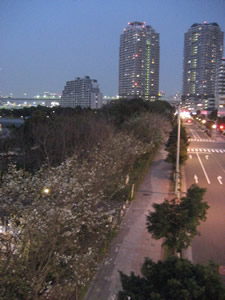 odaiba-sakura2.jpg