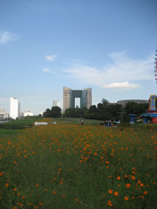 odaiba_hana3.jpg